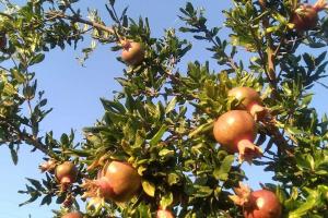 Pomegranate Seaside Corner