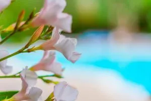 La Rotonda - Monte SantʼAngelo