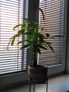 Central quirky apartment