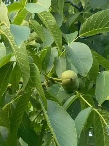 La casa dell’ edera - 萨索马可尼