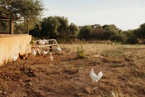 NUALI - Stazzo in Gallura img72