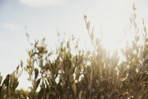 NUALI - Stazzo in Gallura img65