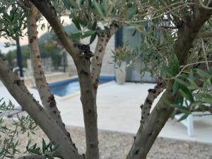 Aura Adriatica Onyx - Luxury Apartment, private pool, sea view, parking