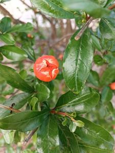 Maisons de vacances Villa Residence Les Demeures du Ventoux - Vacanceole AUBIGNAN : photos des chambres