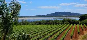 Le Paradis de Mimose - مارسيلان