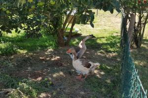 Maisons de vacances Evadez-vous a la ferme ! : photos des chambres