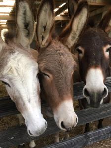 Maisons de vacances Evadez-vous a la ferme ! : photos des chambres