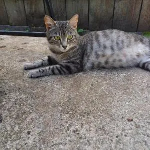 Couch bed - West Wickham