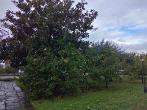 Villa Pellicano -Il nido