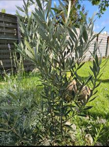 Maison familiale Cazaux