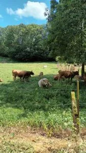 Maison de campagne à Bouisse - Termes