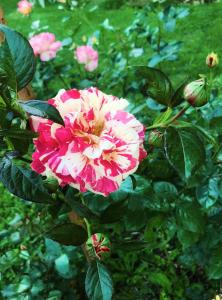 Sejours chez l'habitant Green Home - La Roche-Guyon - Adults Only : photos des chambres