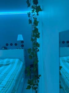 Jolie maison provençale au volets bleu
