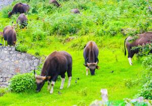 Kodai Outdoor Valley