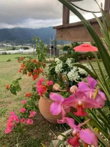 Cacha's Wood Cabins - Constanza