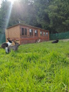 Agroturystyka Za Świerkami