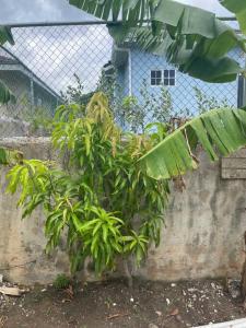 St Mary Peace Garden