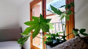 Maisons d'hotes Casa Tramuntana : Appartement avec Balcon