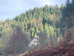 Sejours chez l'habitant A l'oree de soi - Maison forestiere de la Soie - Eco gite, chambres d'hotes, camping au pied des Vosges : photos des chambres
