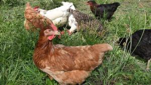 B&B / Chambres d'hotes La Cle des Bois : photos des chambres