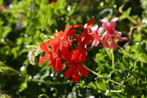 Hotels Logis Hotel Restaurant Les Geraniums : photos des chambres