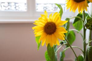 Appartements Le Repaire du Chanceux : photos des chambres