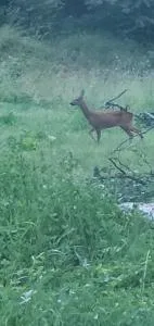 Zoey's House - Kružac