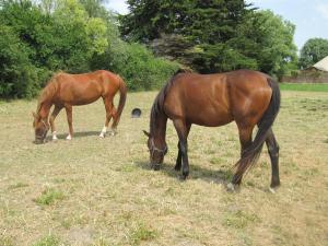 B&B / Chambres d'hotes Petit Chatelet bis : photos des chambres