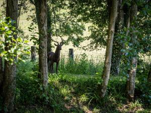 B&B / Chambres d'hotes Le Domaine d’Angerville - Le Gite : photos des chambres