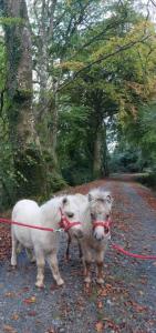 Ballyhoura Farm Escape Experience with Alpacas & Fairy Forest