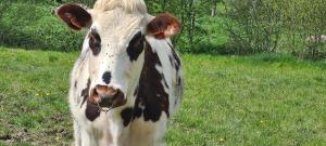 Fermes Roulotte a la Ferme Buissonniere : photos des chambres