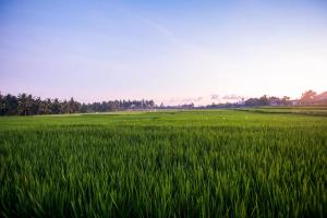 Rice View Villa - inhale Ubud air and unique vibe