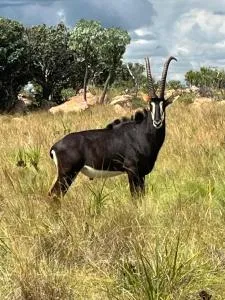 Caracal game breeders and guest farm - Wolwefontein