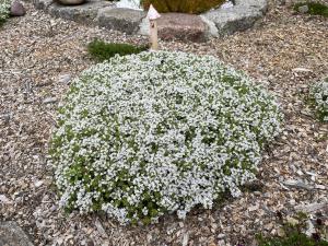 Ferienhaus Family and Friends am Knappensee