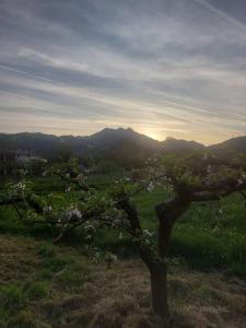 Happy birds apartment