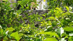 Luxurious Djuran Apartment