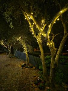 La Bouganvillea img36