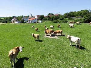 Wo sich Kuh, Fuchs und Hase gute Nacht sagen