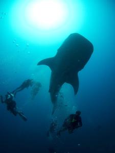 Suffix Retreat - Stay, Dive & Explore Fuvahmulah