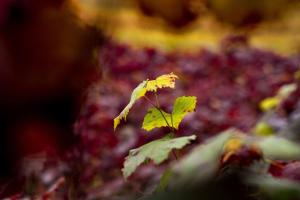 Mt Buffalo View Apartment