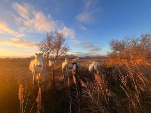 Appartements Arelate Sejour : Appartement