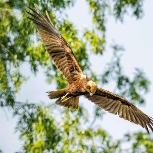 One-Bedroom Apartment Rosolina Mare near Sea 4