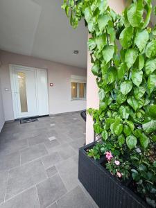 Luxury Apartment Ane