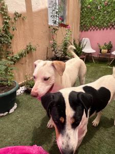 La casa de Bruno hotel canino