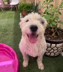 La casa de Bruno hotel canino