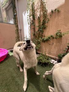 La casa de Bruno hotel canino