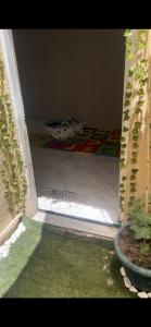 La casa de Bruno hotel canino