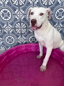 La casa de Bruno hotel canino