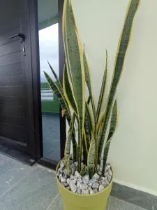 Suite Amaris LC - La Sequía