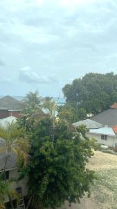 Coconut Tree West Bay